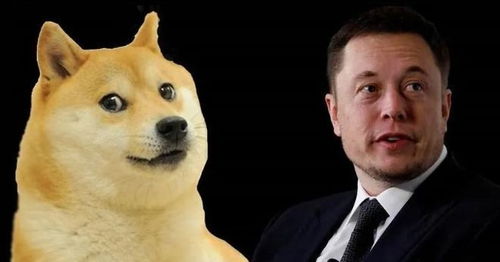 A powerful Dogecoin mining rig set up